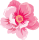 peonia2